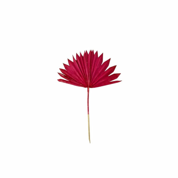 Trockenblumen – Palmblatt, natur zeigt einen roten Palmenzweig mit einem fächerförmigen Blatt auf einem einzelnen Stiel vor einem weißen Hintergrund und fängt die Eleganz von Blumenarrangements ein.