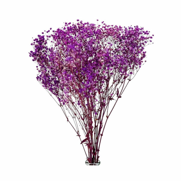 Ein Strauß Trockenblumen - Schleierkraut, lila, elegant arrangiert in einer Glasvase, unterstreicht die zeitlose Schönheit der violetten Schleierkrautblüten vor einem makellos weißen Hintergrund.