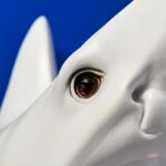 Nahaufnahme des Auges einer Skulptur eines Weißen Hais vor blauem Hintergrund. Die glatte Oberfläche hebt die Details des Auges und die Kontur des Kopfes hervor und erinnert an die Wandleuchte - Weißer Hai, die einen Raum elegant beleuchtet.