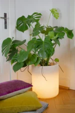 Eine farbenfrohe Monstera-Pflanze mit großen, glänzenden Blättern steht in einem eleganten LED-Blumentopf von Lumi auf einem Holzboden neben einer weißen Tür. Drei bunte Kissen – rosa, lila und grün – sind neben der Pflanze auf dem Boden gestapelt.